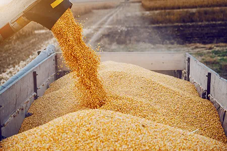 Grains